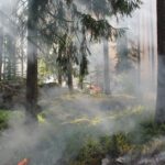 forest-fire
