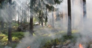 forest-fire