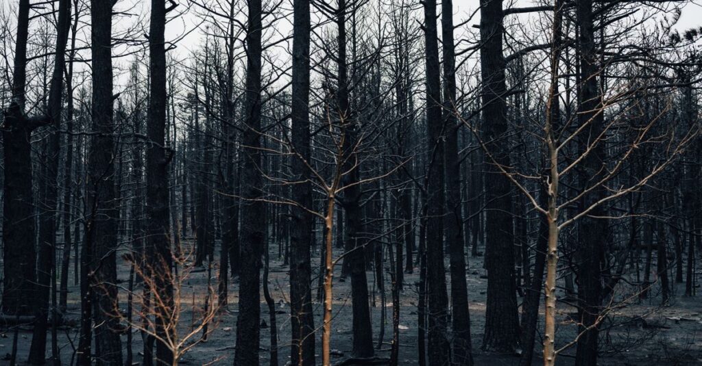 forest-fire-aftermath