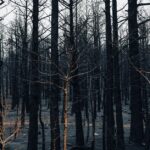 forest-fire-aftermath