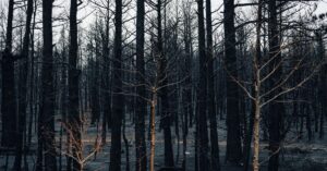 Illustration de Glucksmann dans l'Aude : écologie et prévention des mégafeux forest-fire-aftermath