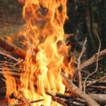 forest-fire-wood