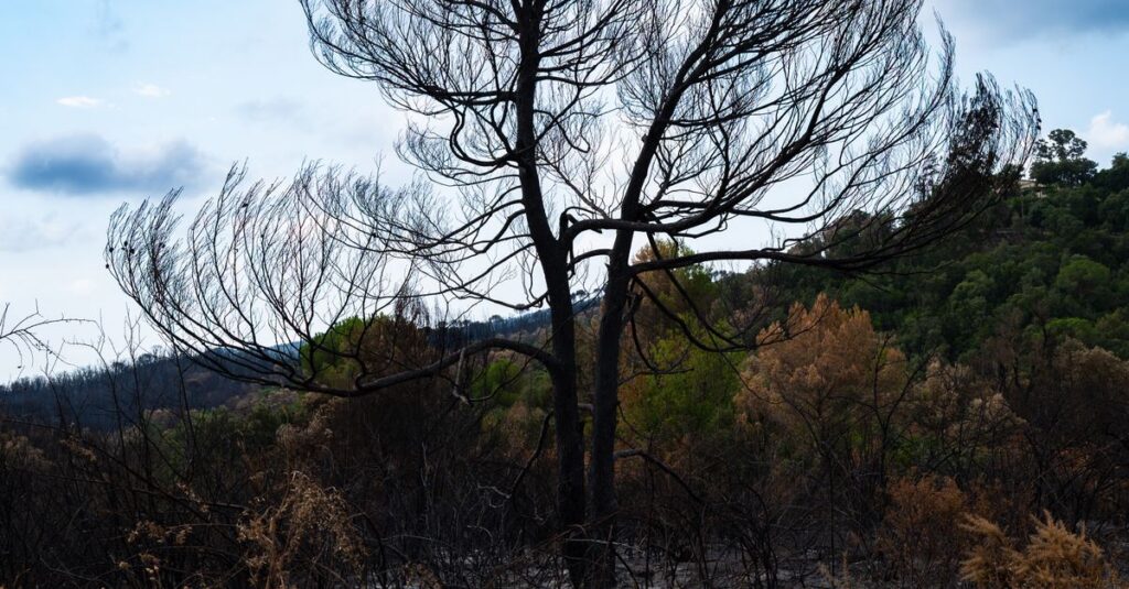 Illustration de Incendies, climatisation, nucléaire : L'écologie politique en crise forest-fires-france