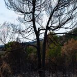 forest-fires-france-2