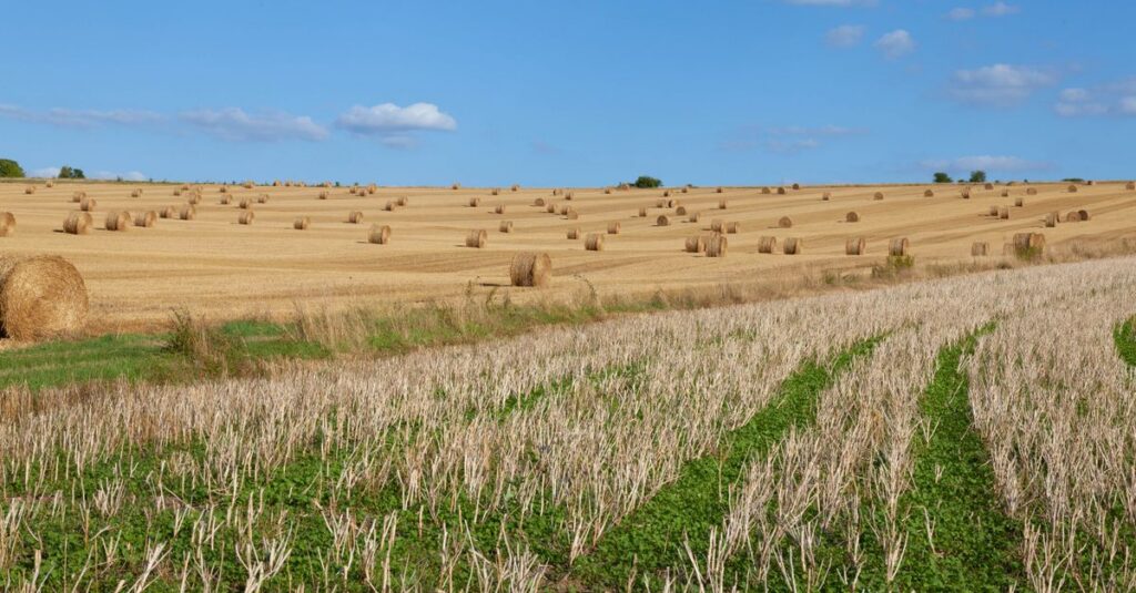 Illustration de Juillet 2026: le mois le plus chaud et sec de l'histoire en France hot-dry-weather-France